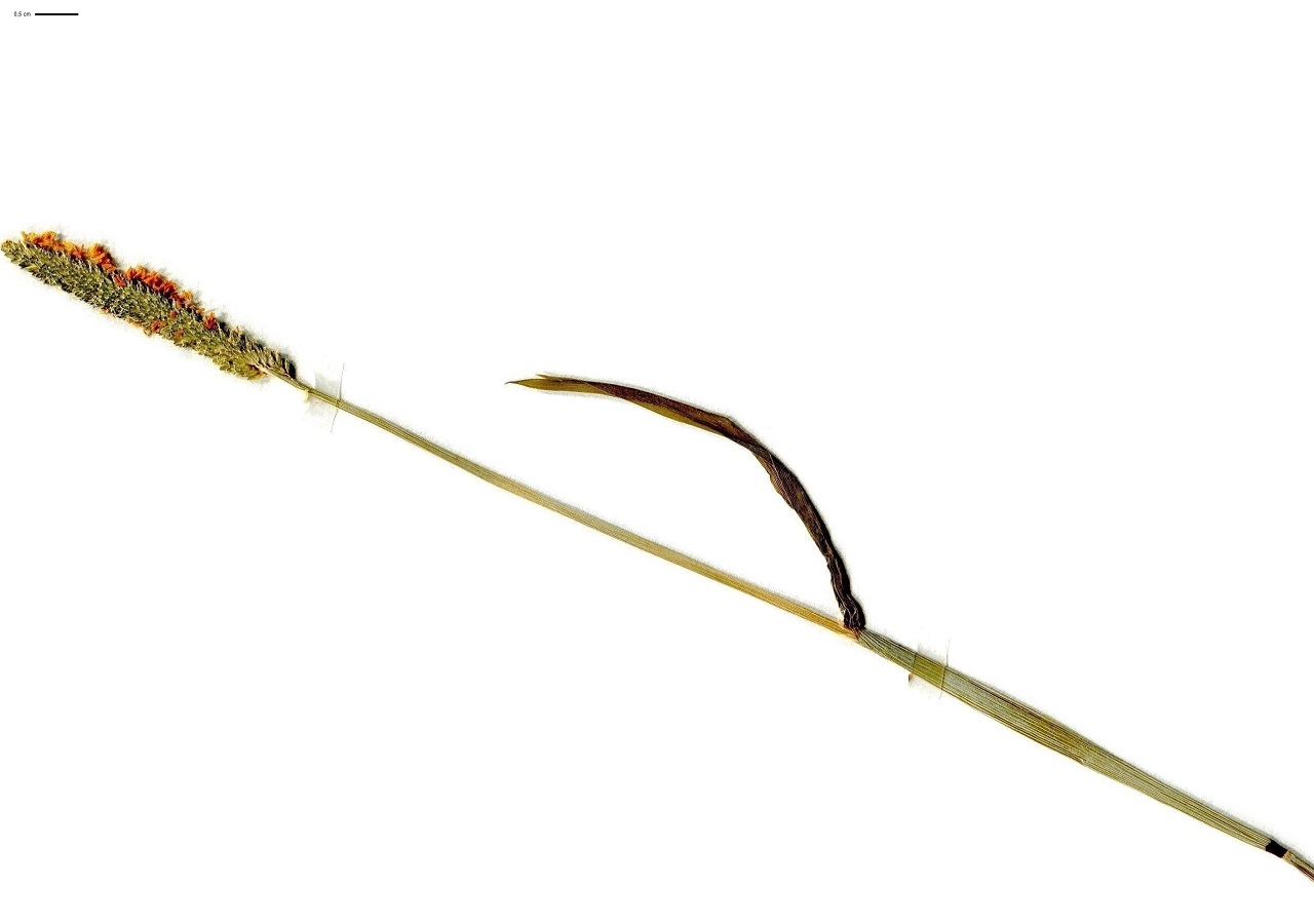 Alopecurus aequalis (Poaceae)